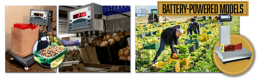 1 WEB Agriculture Bench Scales