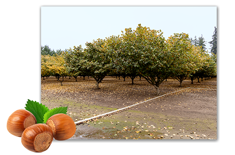 1 WEB Drying A Mountain Of Hazelnuts Harvest