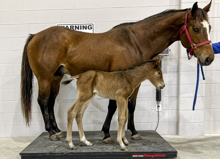 Brazos Hero